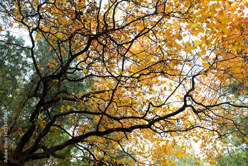 yellow tree in autumn