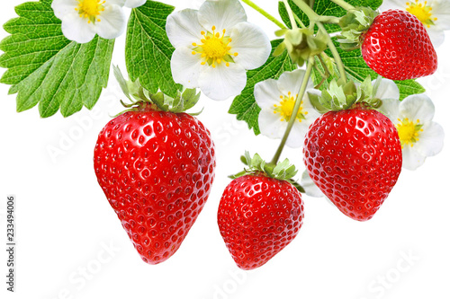 red garden strawberries on white