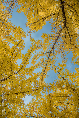 Best time autumn colours in Japan, Ginkgo leaves in Fall foliage season with blue sky and clear day.