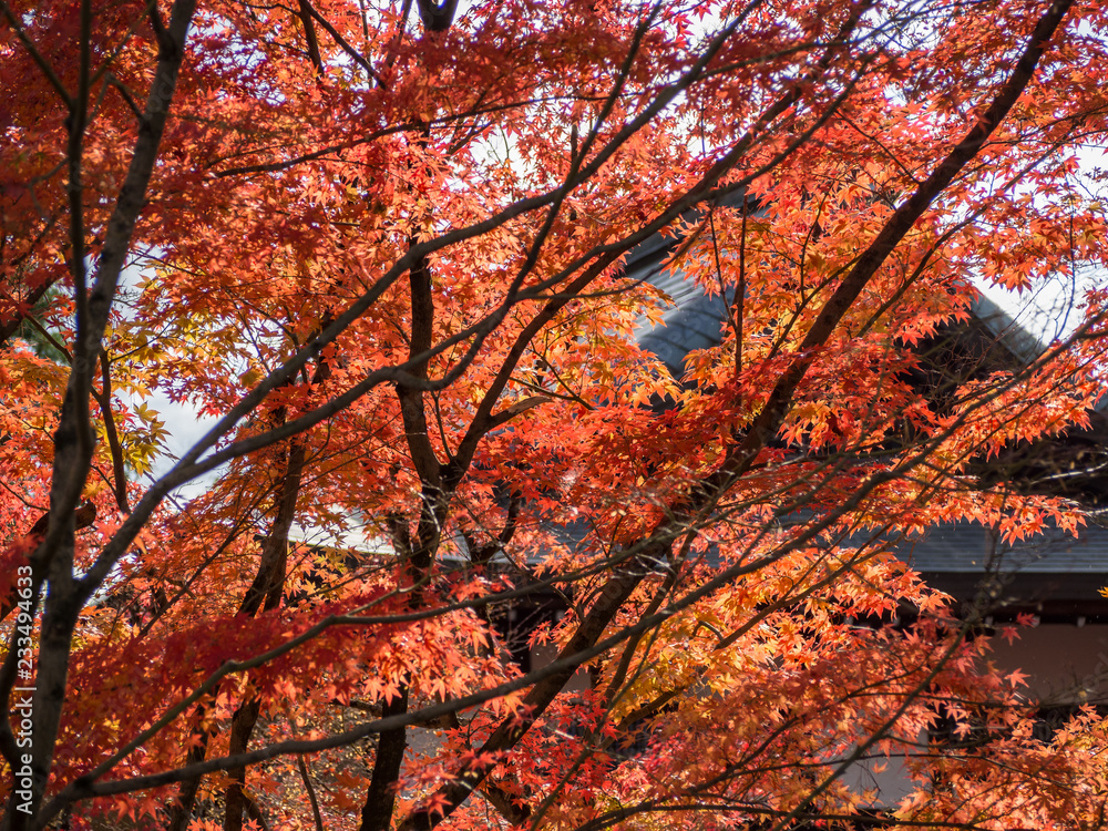 Colorful maple leaf in the park when autumn season.