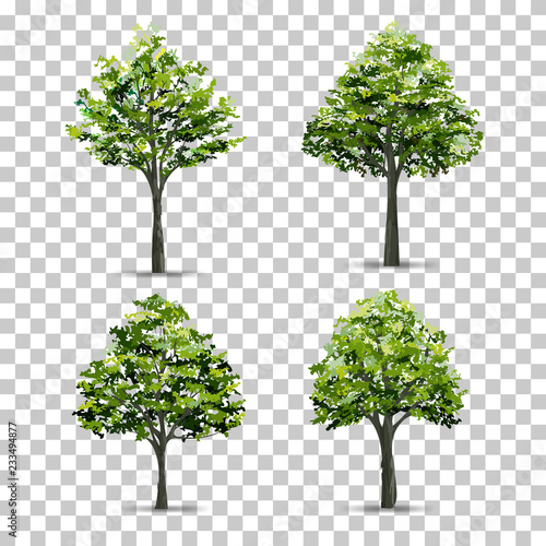 Collection of Tree isolated on transparent background with soft shadow. Vector.