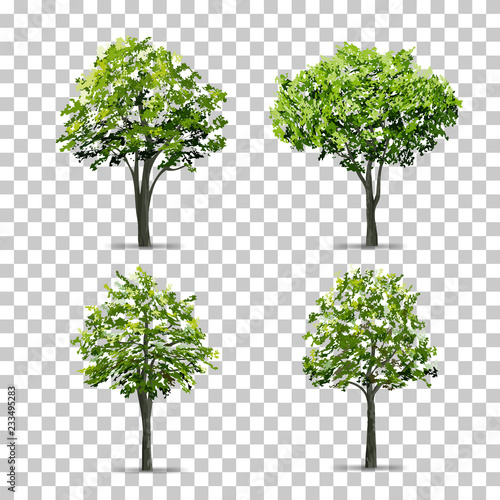 Collection of Tree isolated on transparent background with soft shadow. Vector.