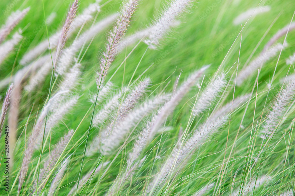 Pennisetum (feather grass) Pennisetum (feather grass)