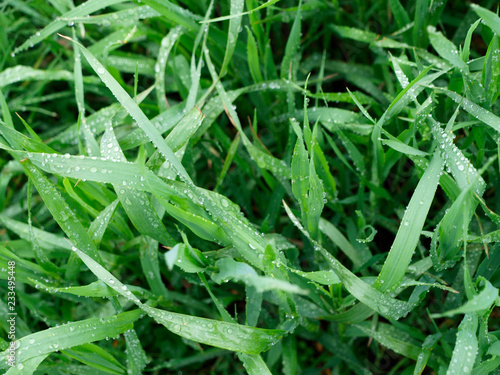 Green grass with dew abstract background