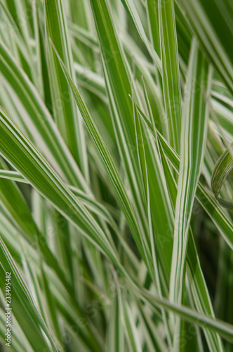 Phalaris arundinacea or reed canary grass vertical