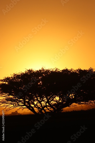 African sunset behind a tree