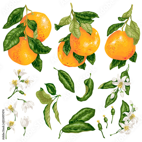 Grapefruit set in vector with fruits on branches, leaves and flowers and buds