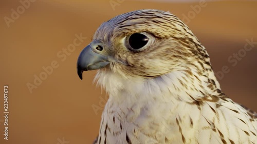 Head of a Saker falcon in Middle Eastern desert photo