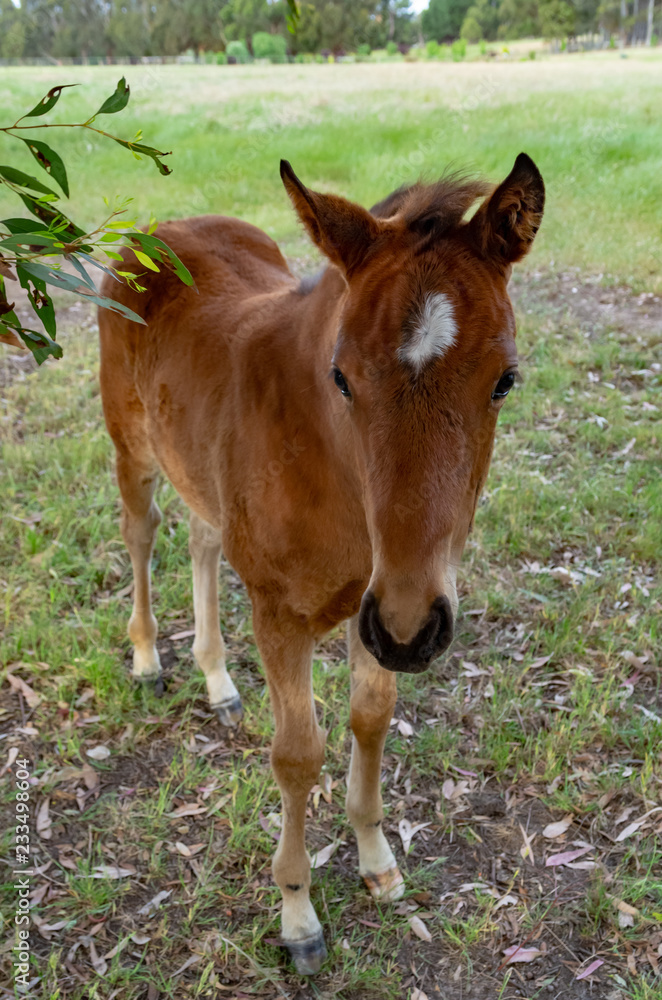 Fototapeta premium Blaze Close vert