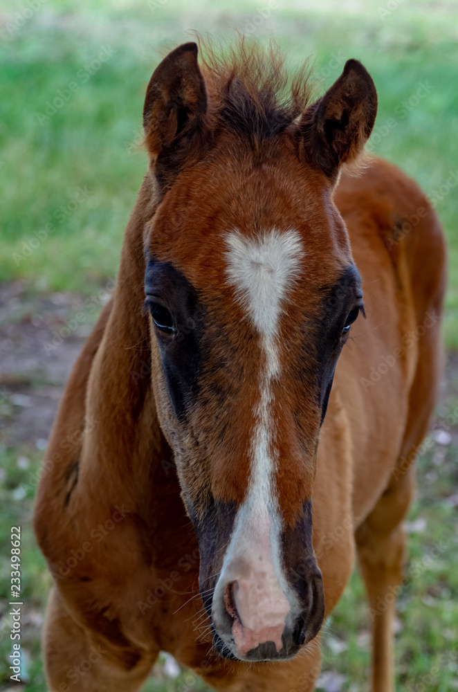 Blaze Head Close vert