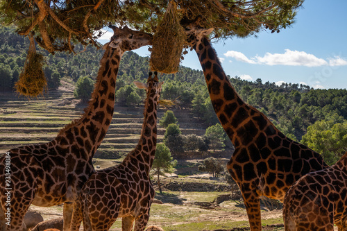 Photography giraffe in zoo