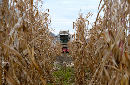 harvesting of corn