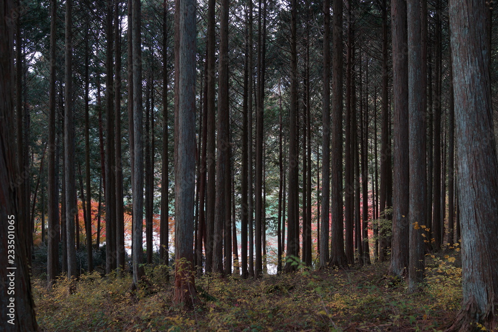 Fototapeta premium 森 林間 山道 ハイキング