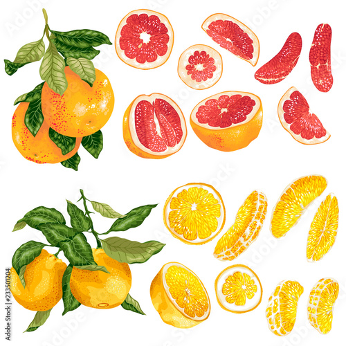 Fototapeta Naklejka Na Ścianę i Meble -  Vector set with orange and grapefruit citrus fruits and slices