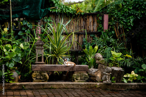 Cat lay down at chair in garden