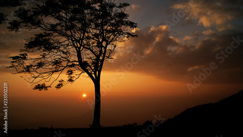 Sunset tree on the mountain beautiful dramatic sky yellow gold with cloud background   Silhouette Sunset or Sunrise with one tree stand on hill 