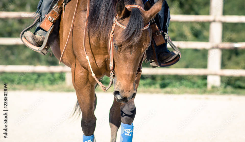 Cheval au travail Cheval au travail