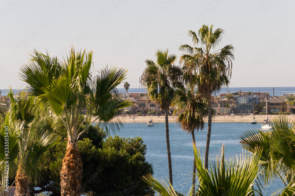 Palm Trees Overlooking Mission Bay