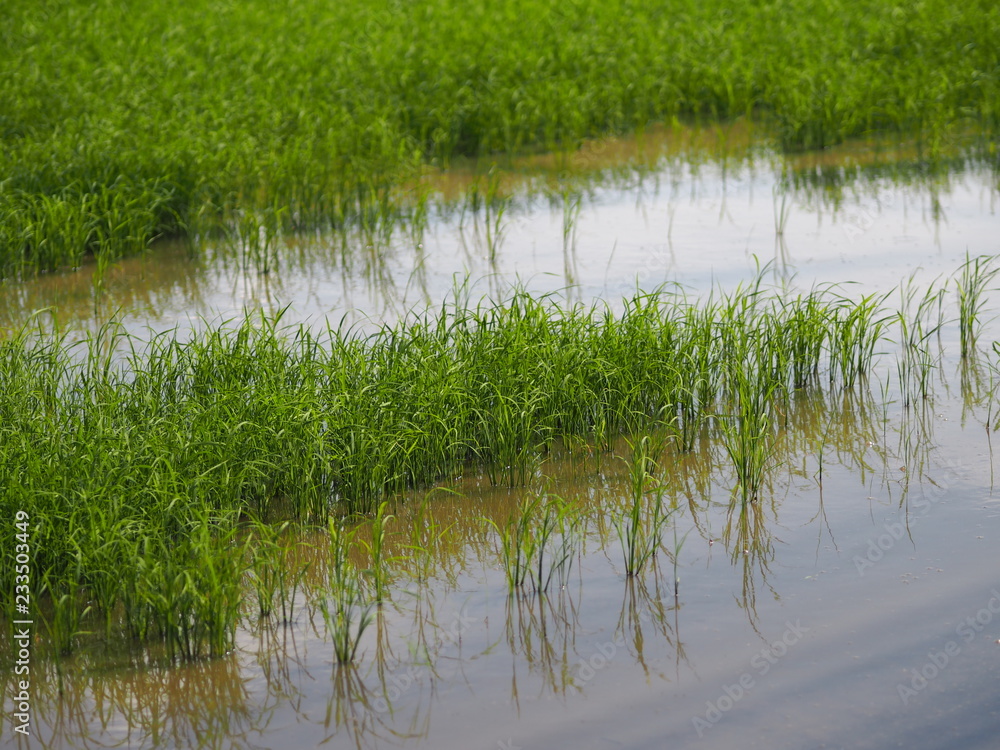 nature rice tree grassy lush verdancy verdant verdantly verdure verdurous verdurousness greenery greenish viridity Green fields grass green manicured lawns nature rice tree grassy lush verdancy verdant verdantly verdure verdurous verdurousness greenery greenish viridity Green fields grass green manicured lawns