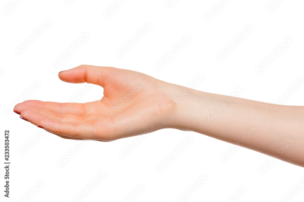 hands take gesture of open palm for holding on white backgrounds, isolated hands take gesture of open palm for holding on white backgrounds, isolated