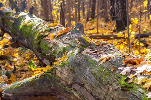 The trunk of a fallen tree in the fall