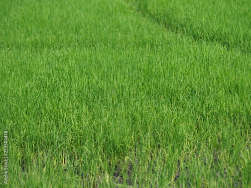 nature rice tree grassy lush verdancy verdant verdantly verdure verdurous verdurousness greenery greenish viridity Green fields grass green manicured lawns