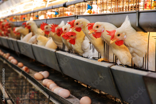 Fotografía Egg-laying chickens in battery cages at poultry farm/養鶏場のケージに並ぶ産卵中の鶏たち