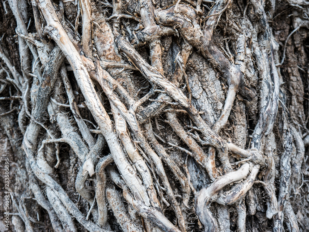 Lianas woody roots crossing and twisting around tree Lianas woody roots crossing and twisting around tree