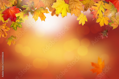 A frame made with autumn leaves and sunny bokeh background