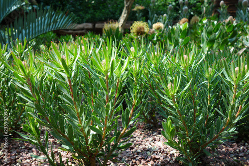 リューカデンドロン 緑 植物