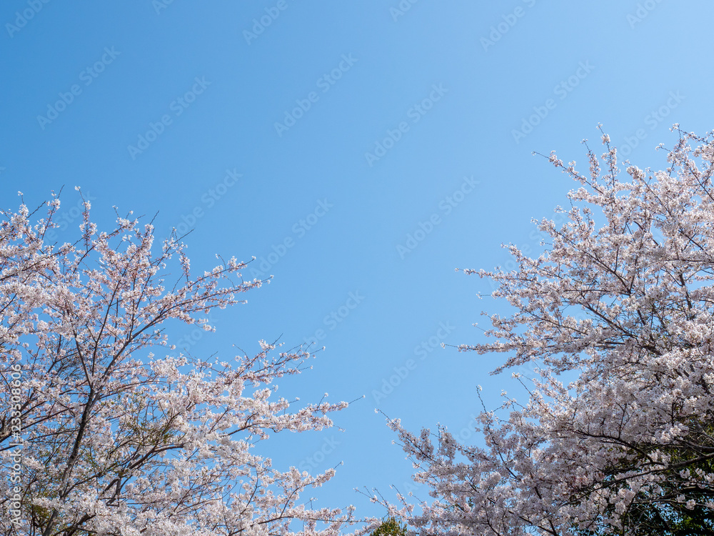 Cherry blossom. SAKURA