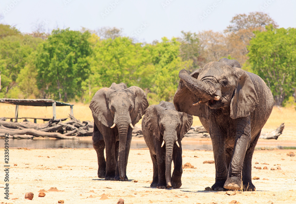 Fototapeta premium Three African Elephants standing on the dry dusty savannah, one has it's trunk curled, with a camp hide in the background,. Makololo plains, Hwange National Park, Zimbabwe