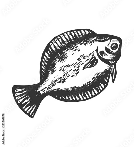 fish flounder sketch isolated animal object