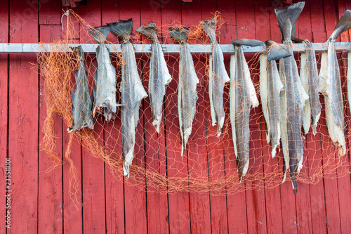 Stockfische auf den Lofoten