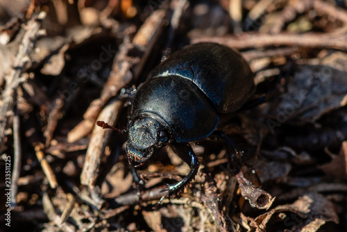 Closeup of a black large beetle crawling on the ground