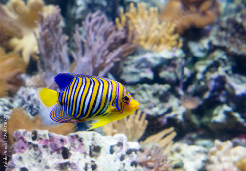Regal angelfish. It s a tropical sea fish. Inhabitant of the red sea and the Pacific and Indian oceans. On the sides of the fish are vertical white and orange stripes c blue-black edges.
