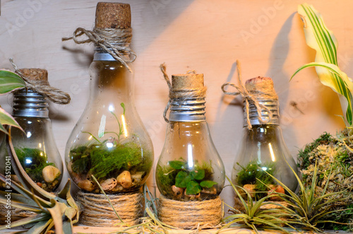 Little light bulb terrariums.