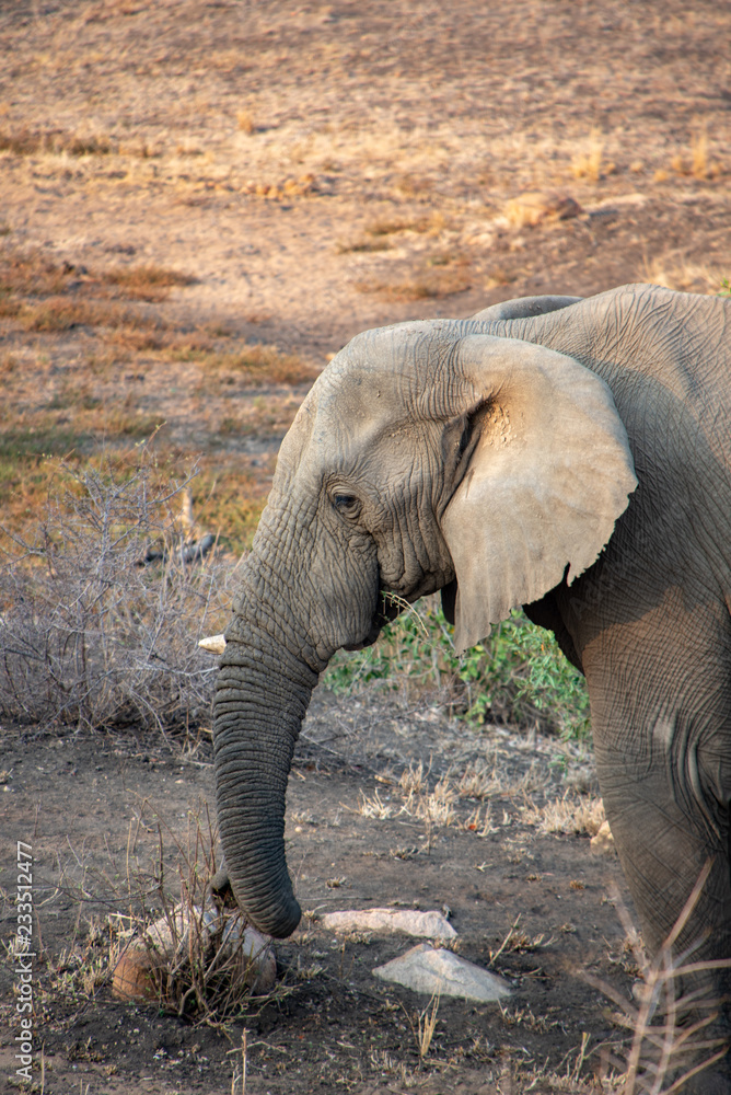 Fototapeta premium elephant in south africa