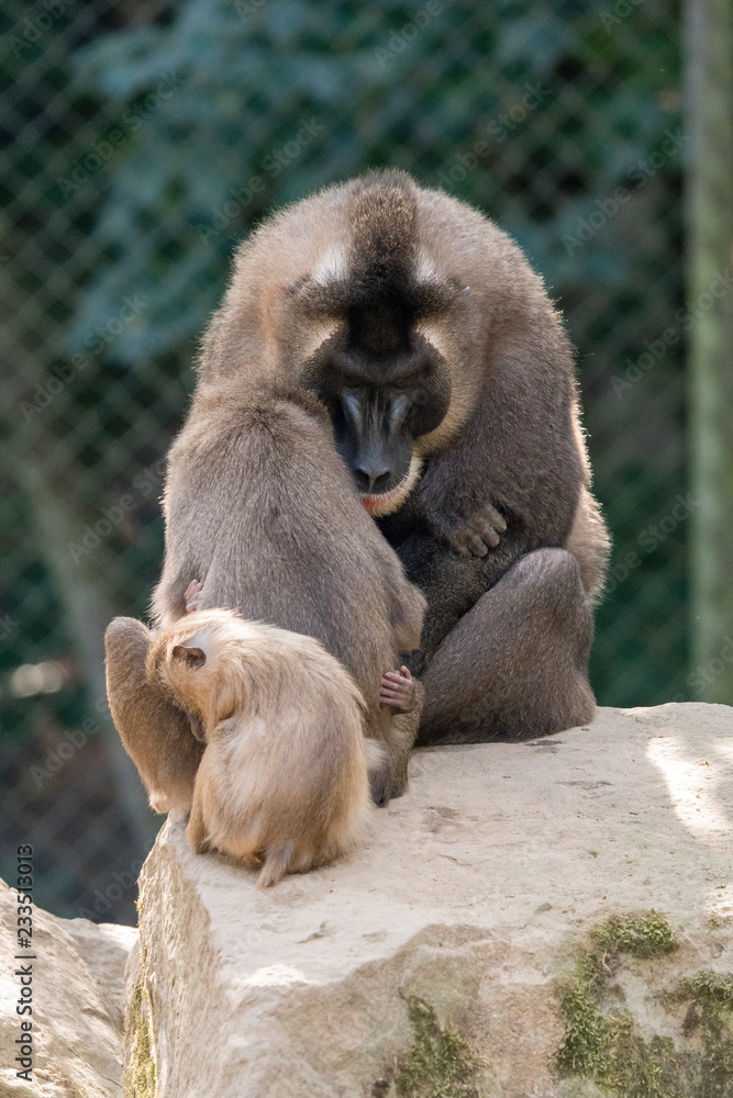 Baboon and young.