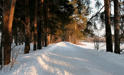 Snow-covered road in the winter forest. Sunlight through the trees.