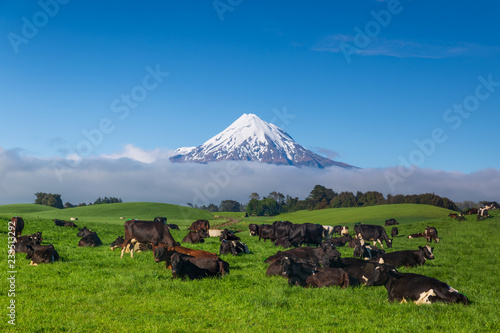 Mount Taranaki with snow capped under the blue sky with grass field and cows as a foreground in the Egmont National Park, the most symmetrical volcanic cones, Tranaki, New Zealand 