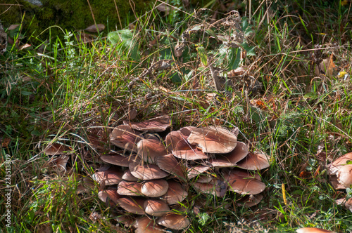 Suillus bovinus, also known as the Jersey cow mushroom. The fungus grows in coniferous forests in its native range, and pine plantations in countries where it has become naturalised.