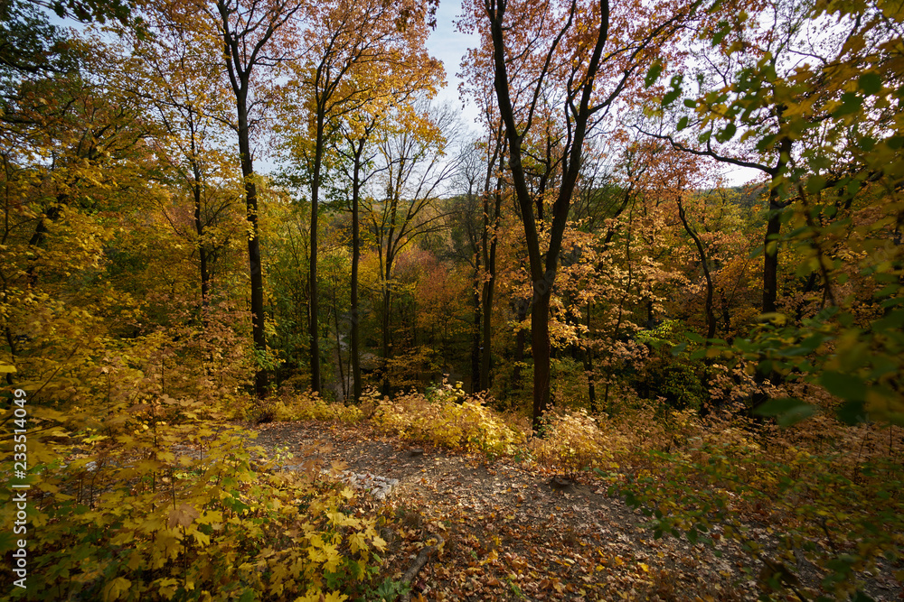 autumn in the forest