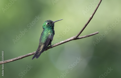 Cuban emerald male who sits on a branch in the shade of bushes on a sunny day