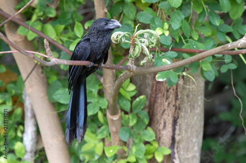 smooth-billed ani tree that sits on a tree branch at the edge of the forest