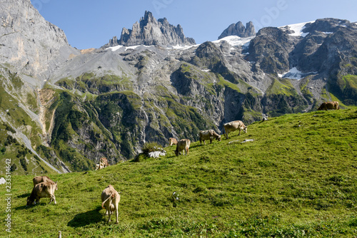 Brown cows that graze at Furenalp over Engelberg on Switzerland