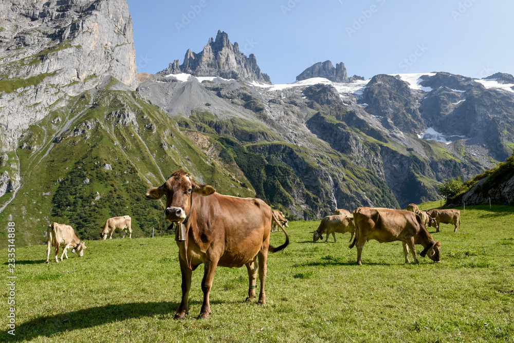 Brown cows that graze at Furenalp over Engelberg on Switzerland