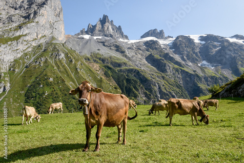 Brown cows that graze at Furenalp over Engelberg on Switzerland © fotoember