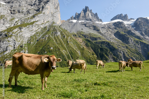 Brown cows that graze at Furenalp over Engelberg on Switzerland