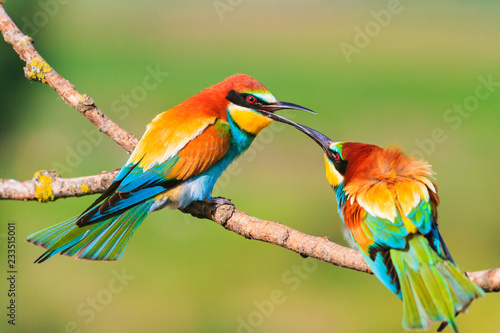 colored bird touching the beak